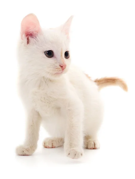 Small White Kitten Isolated White Background — Stock Photo, Image