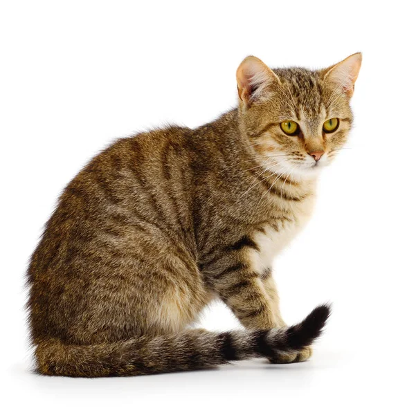 Hermosa Casa Marrón Gato Sobre Fondo Blanco — Foto de Stock