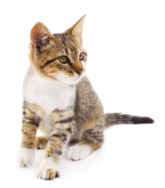 Small Brown Kitten White Background — Stock Photo, Image