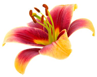 Beyaz arka plan üzerinde izole iki kırmızı lily.