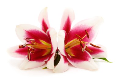 Beyaz arka plan üzerinde izole iki pembe lily.