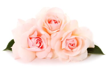 Dal üzerinde pembe güller ve beyaz arkaplanda izole edilmiş yaprak.