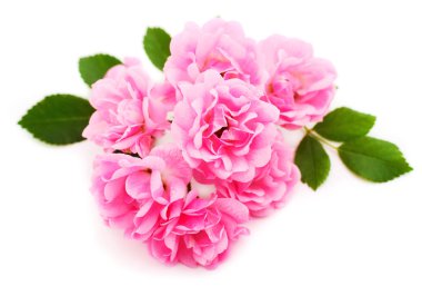 Dal üzerinde pembe güller ve beyaz arkaplanda izole edilmiş yaprak.