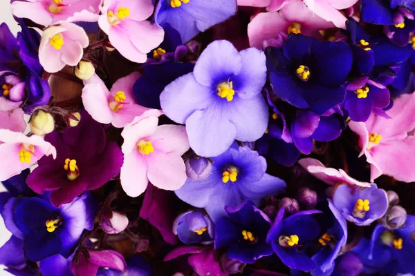 Saintpaulia Violetas Africanas Fundo — Fotografia de Stock