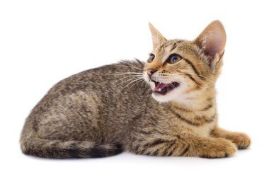 Beyaz bir arka planda küçük kahverengi yavru kedi