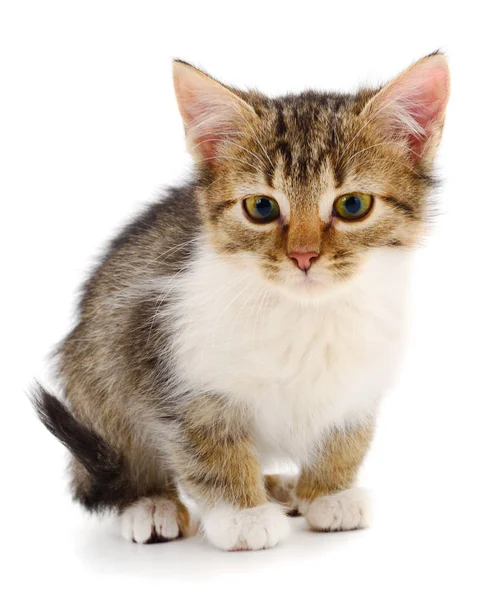 Small Brown Kitten White Background — Stock Photo, Image