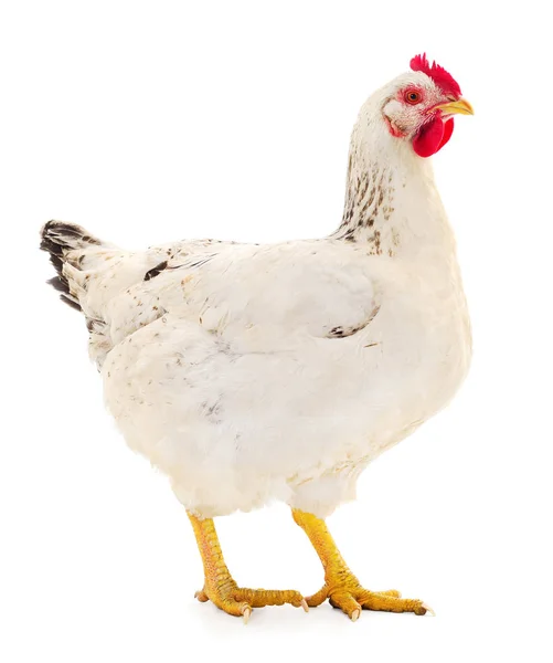 Giovane Gallina Bianca Isolata Sfondo Bianco — Foto Stock