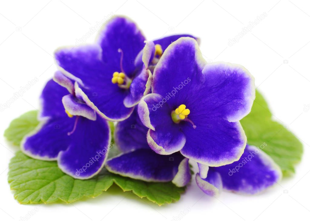 Saintpaulia (African violets) isolated on white background.