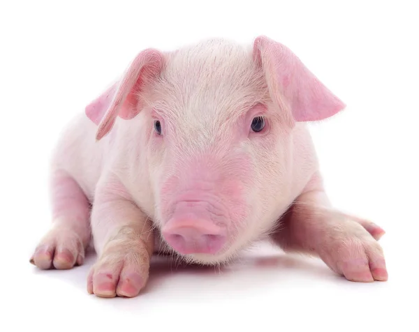 Pequeño Cerdo Rosado Que Está Aislado Sobre Fondo Blanco — Foto de Stock