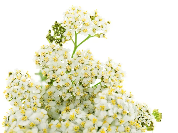 Cickafark Achillea Millefolium Elszigetelt Fehér Background — Stock Fotó