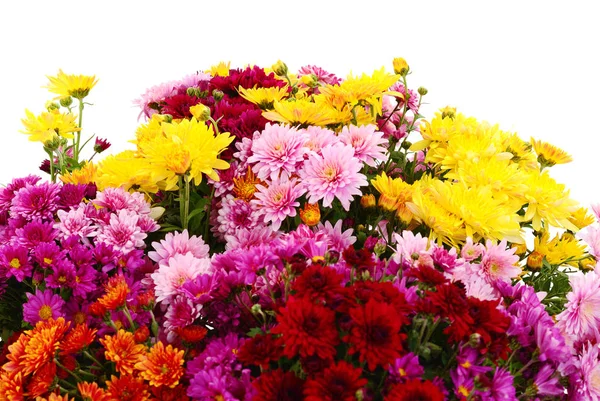 Herbst Schöne Bunte Blüten Der Chrysantheme Isoliert Auf Weißem Hintergrund — Stockfoto