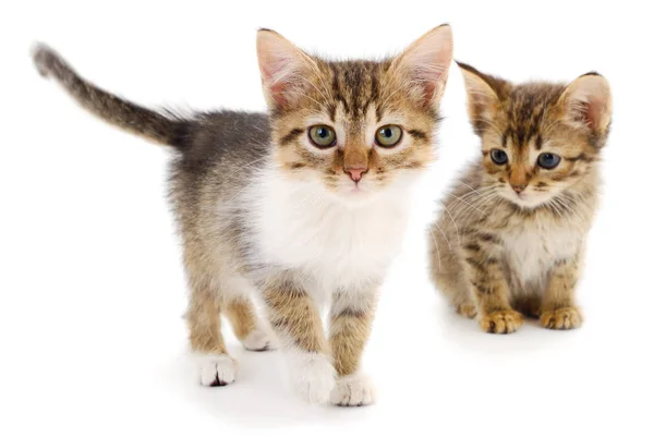 Two Kittens White Background Stock Image