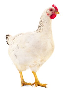 Beyaz arka planda izole genç beyaz tavuk.