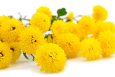 Sonbahar, beyaz arka planda izole edilmiş güzel renkli kasımpatı çiçekleri.