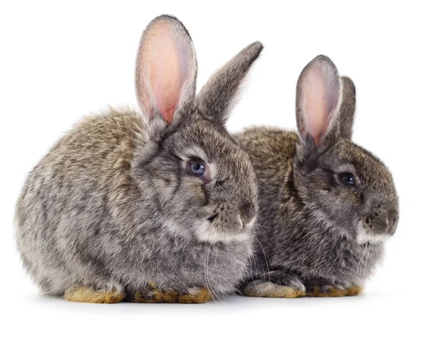 Twee Grijze Konijnen Geïsoleerd Een Witte Achtergrond — Stockfoto