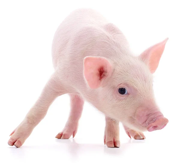 Pequeño Cerdo Rosado Que Está Aislado Sobre Fondo Blanco — Foto de Stock