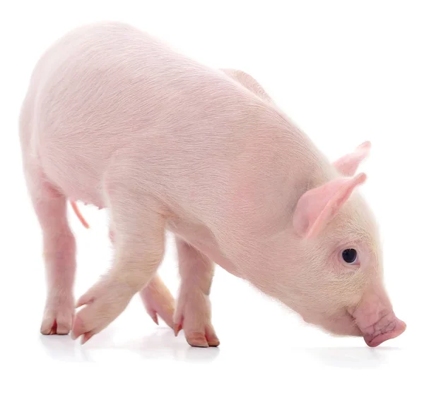 Pequeño Cerdo Rosado Que Está Aislado Sobre Fondo Blanco — Foto de Stock