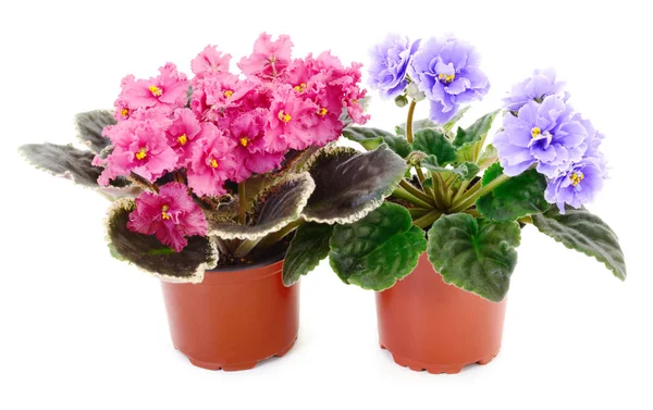  Saintpaulia beyaz arka planda bir tencerede