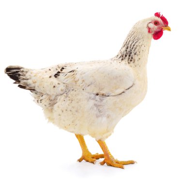 Beyaz arka planda izole genç beyaz tavuk.