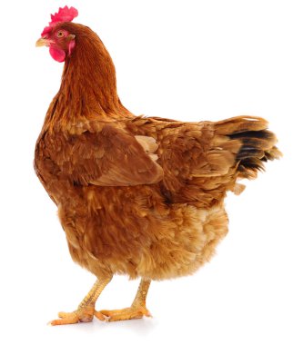 Genç kahverengi tavuk beyaz arka planda izole edildi.