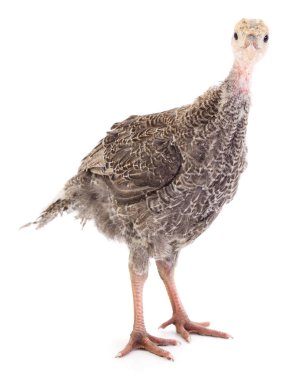 Beyaz arka planda izole edilmiş genç hindi kuşu..