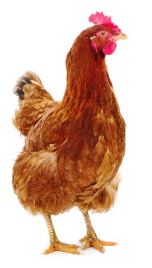 Beyaz arka planda izole genç beyaz tavuk.