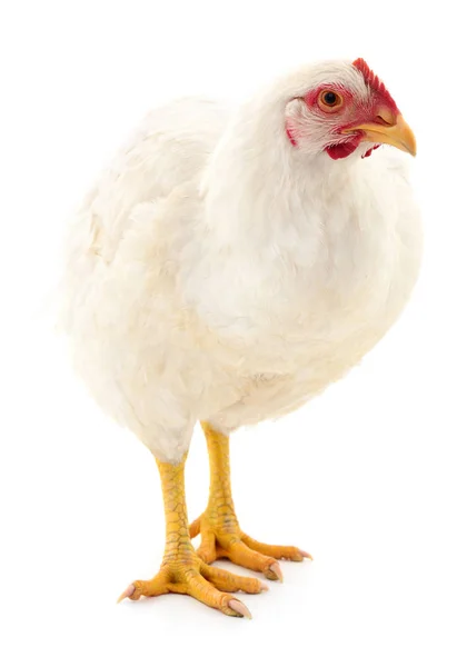 Young White Hen Isolated White Background — Stock Photo, Image