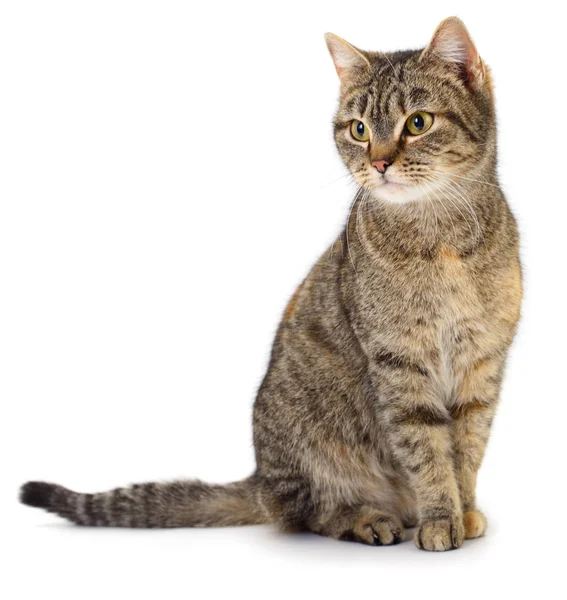 Beyaz arka planda güzel kahverengi ev kedisi.