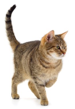 Beyaz arka planda güzel kahverengi ev kedisi.