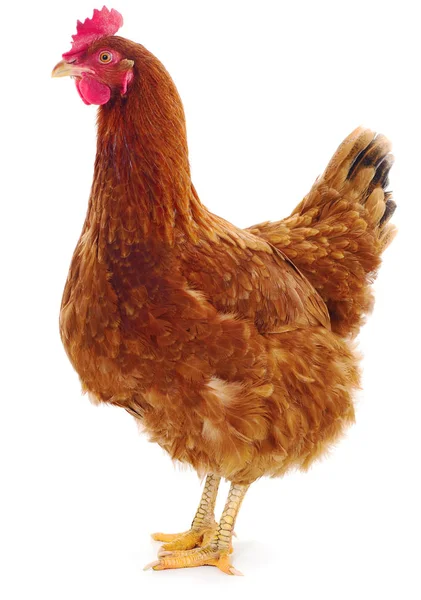 Jeune Poule Brune Isolée Sur Fond Blanc — Photo