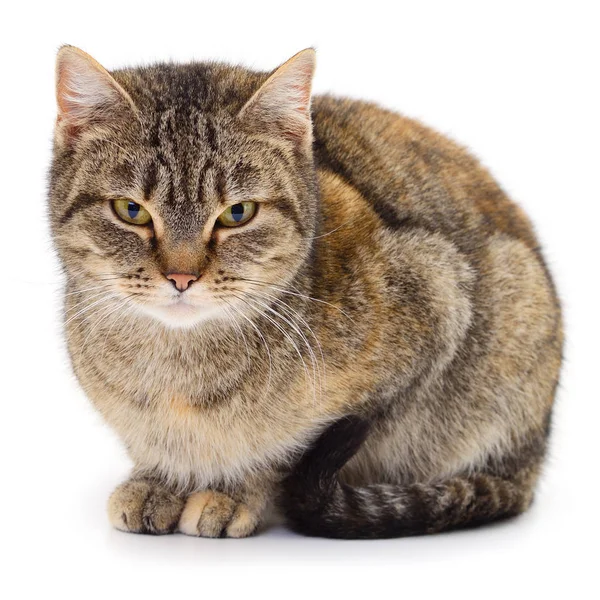 Hermosa Casa Marrón Gato Sobre Fondo Blanco — Foto de Stock