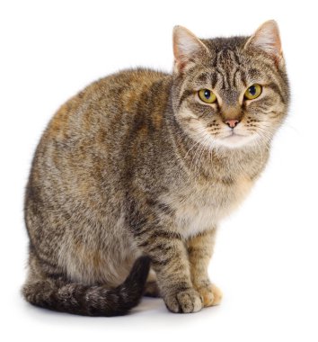 Beyaz arka planda güzel kahverengi ev kedisi.