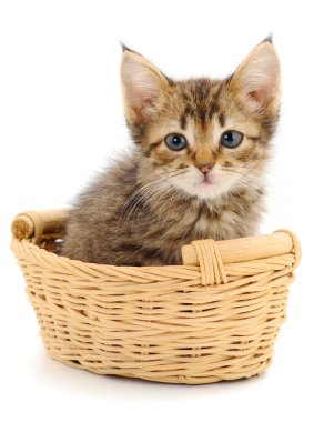 Kitty beyaz arka planda yalnız başına sepette oturuyor..