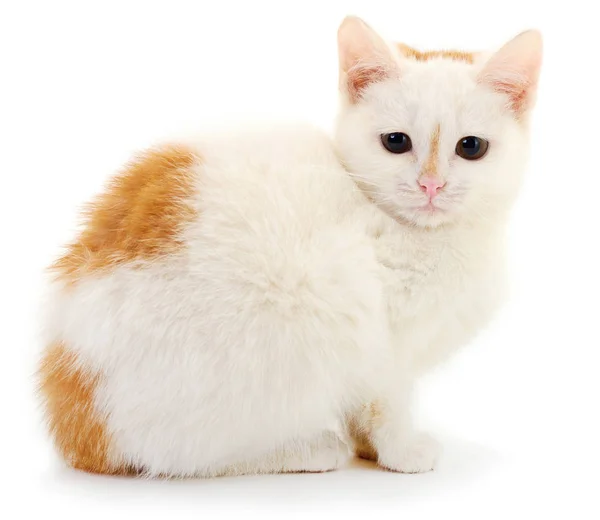 Kis Fehér Cica Elszigetelt Fehér Háttér — Stock Fotó