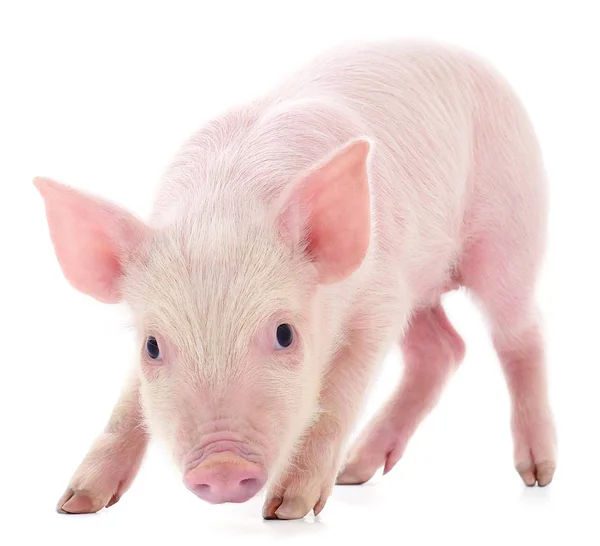Small Pink Pig Who Isolated White Background — Stock Photo, Image