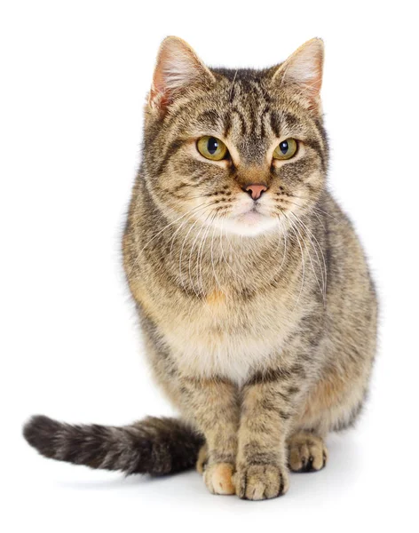 Beautiful Brown House Cat White Background — Stock Photo, Image