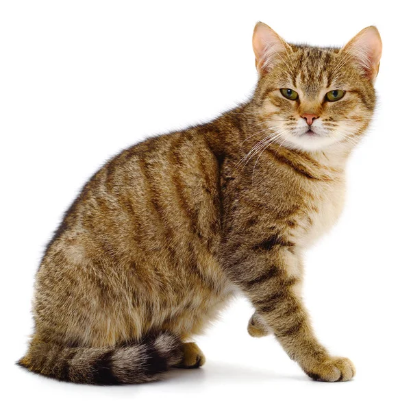 Beautiful Brown House Cat White Background — Stock Photo, Image
