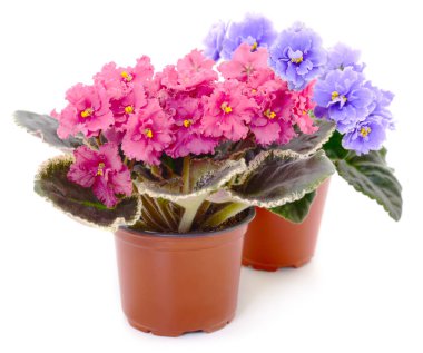  Saintpaulia beyaz arka planda bir tencerede.