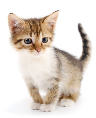 Beyaz bir arka planda küçük kahverengi yavru kedi.