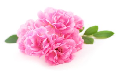 Dal üzerinde pembe güller ve beyaz arkaplanda izole edilmiş yaprak.