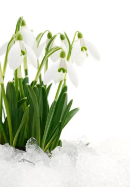 Bahar çiçekleri (kar damlaları), beyaz arkaplanda izole edilmiş.