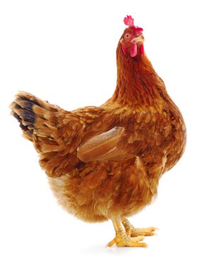 Genç kahverengi tavuk beyaz arka planda izole edildi.