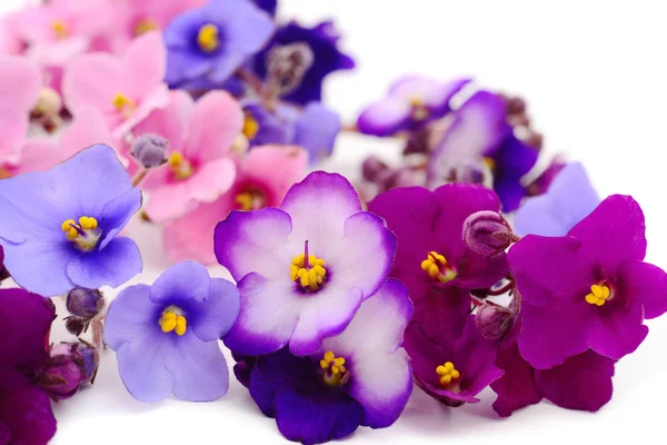 Saintpaulia African Violets Isolated Background — стоковое фото