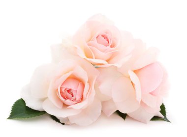 Beyaz güller çiçek dal ve yaprak beyaz arka plan üzerinde izole.