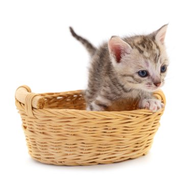 Kitty beyaz arka planda yalnız başına sepette oturuyor..