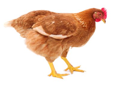 Genç kahverengi tavuk beyaz arka planda izole edildi.