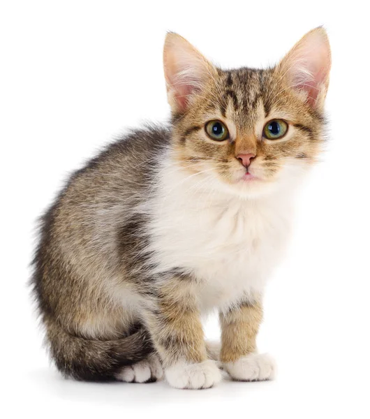 Small Brown Kitten White Background — Stock Photo, Image