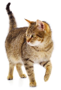 Beyaz arka planda güzel kahverengi ev kedisi.