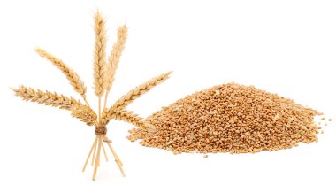 Olgun buğday başakları beyaz arkaplanda izole edilmiş.