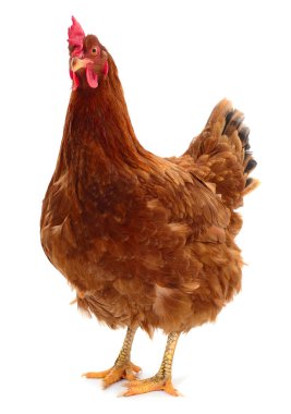 Genç kahverengi tavuk beyaz arka planda izole edildi.